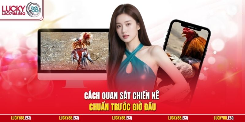 Cách quan sát chiến kê chuẩn trước giờ đấu