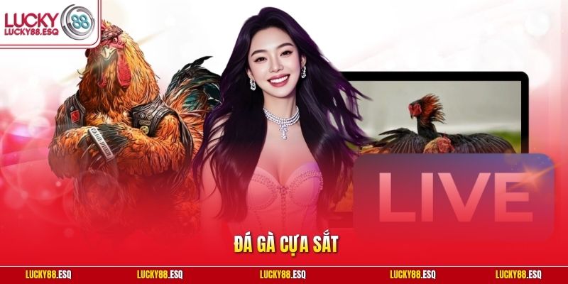 Đá gà cựa sắt
