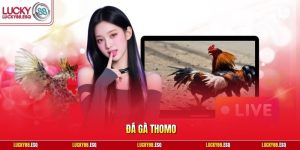 Đá Gà Thomo