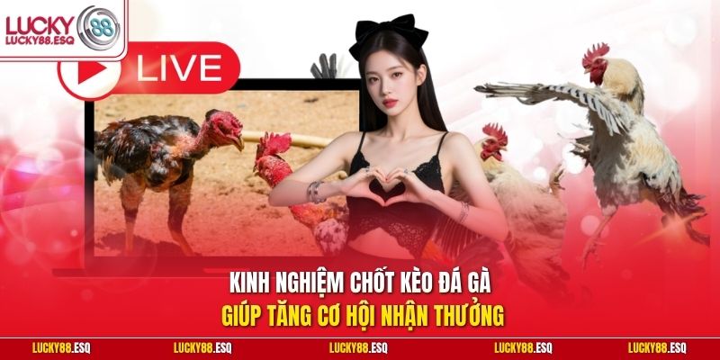 Kinh nghiệm chốt kèo đá gà giúp tăng cơ hội nhận thưởng