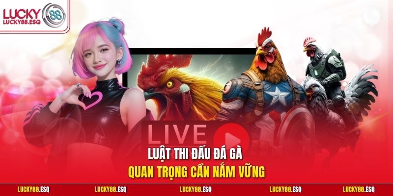Luật thi đấu đá gà quan trọng cần nắm vững